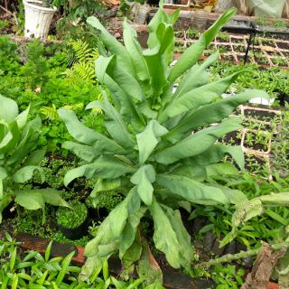 Hạt giống Bồ công anh VN(MUA 3 TẶNG 1)