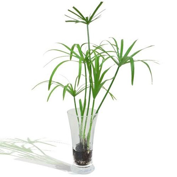 Cây thủy trúc - Cây thủy sinh