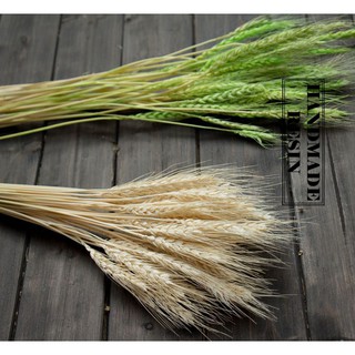 lúa mạch khô ( hoa thật sấy khô) decor, trang trí