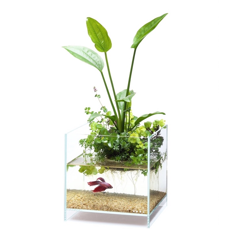[TẶNG KÈM CHẬU] Cây Lan Nước Thuỷ Sinh Giúp Lọc Nước | Cây Không Cần Co2 Khoẻ Đẹp Dễ Trồng