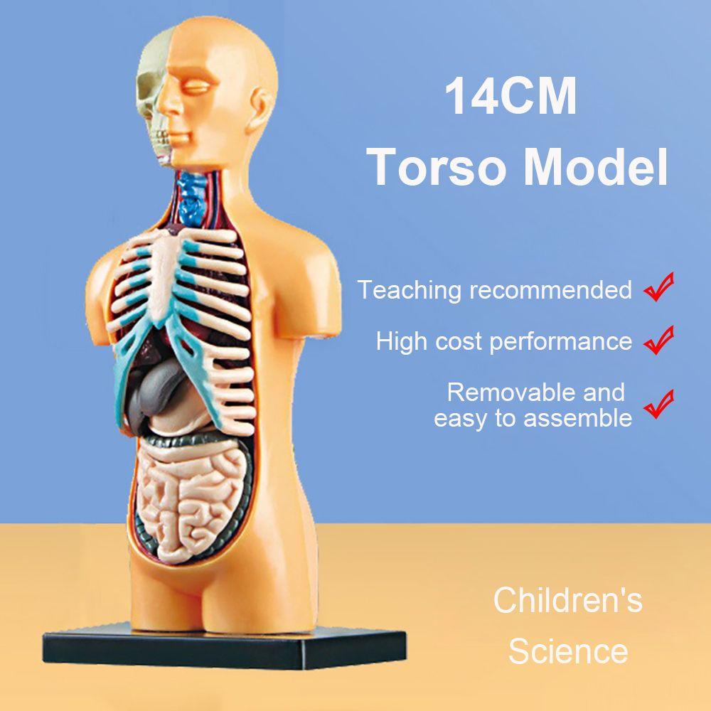 Bebetterm Mô Hình Torso Đồ Chơi Dạy Học Theo Phương Pháp Montessori Tháo Rời Được