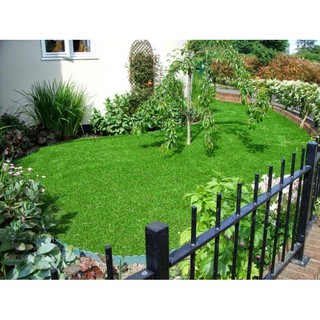 Hạt Cỏ sân vườn, hạt cỏ trồng thảm lót sân vườn giá 1K siêu rẻ tỷ lệ nảy mầm cao