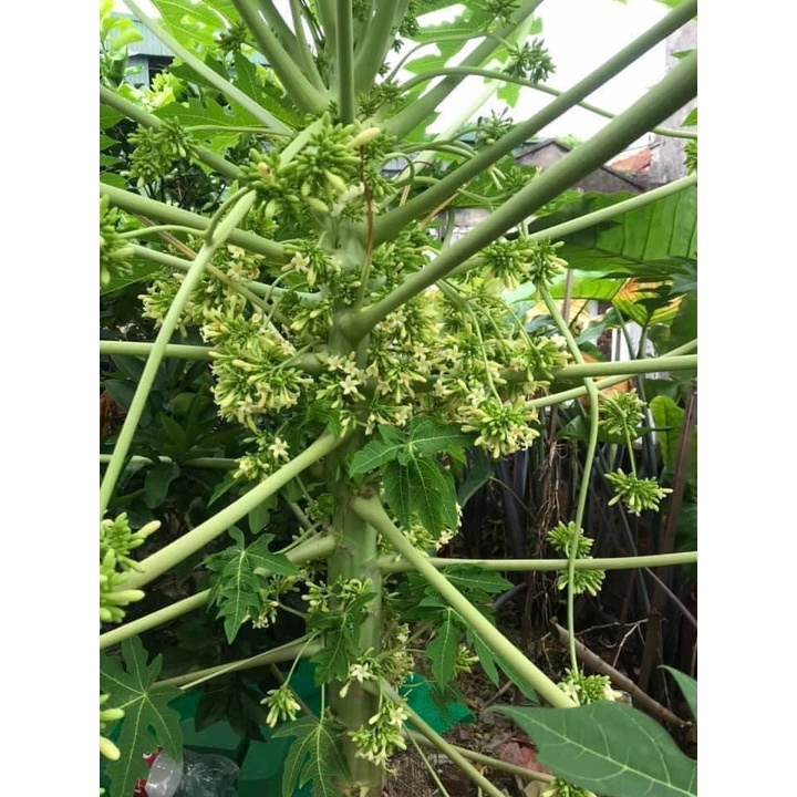 Hoa đu đủ đực khô ⚡ ĐẢM BẢO CHẤT LƯỢNG ⚡ 500gr hoa đu đủ đực khô nhà làm 100% nụ, hoa, không lẫn tạp chất