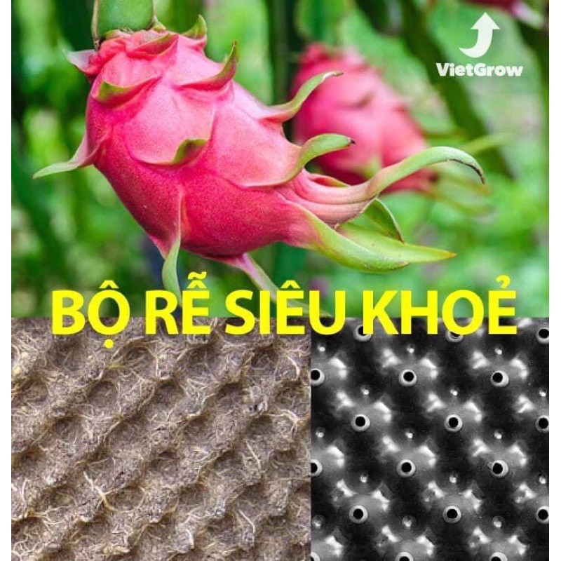 bầu ươm v6 (8 tấc day 50m)