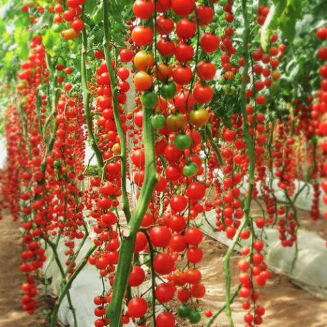 30 hạt giống cà chua chuỗi ngọc chuẩn thái lan
