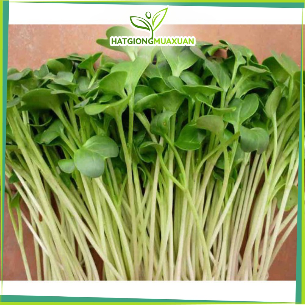 Bán buôn Hạt giống rau mầm Đậu HÀ LAN  bao đẹp