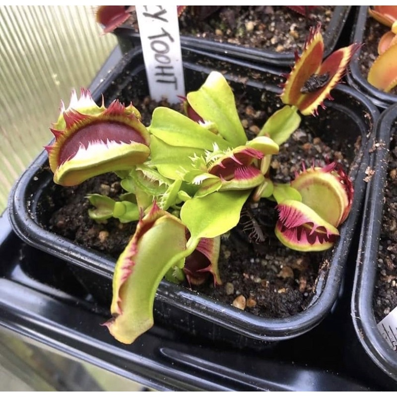Cây bẫy kẹp fuzzy tooth, venus flytrap fuzzy tooth