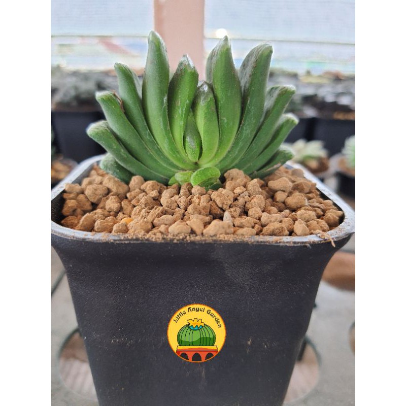 Sen đá kim cương | Haworthia Truncata | Sen Quạt dễ chăm  | cây đã thuần khí hậu miền Nam