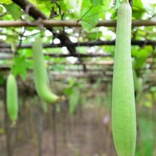 Hạt giống mướp hương