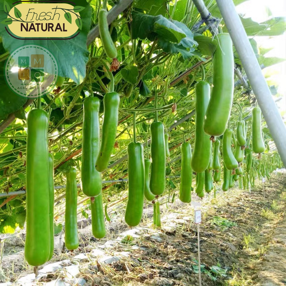 Hạt giống bầu xanh dài siêu trái Đài Loan