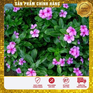 COMBO 2 gói hạt giống hoa dừa cạn hồng TẶNG 1 phân bón