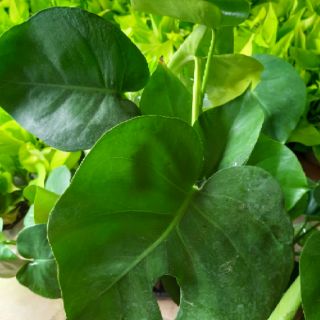 Trầu Bà Lá Xẻ ( cây con để bàn )