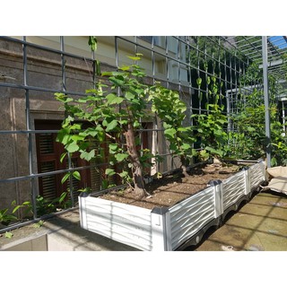 Chậu nhựa lắp ghép trồng cây thông minh dài 1m5x50cm(1 tầng vách, 2 tầng vách)