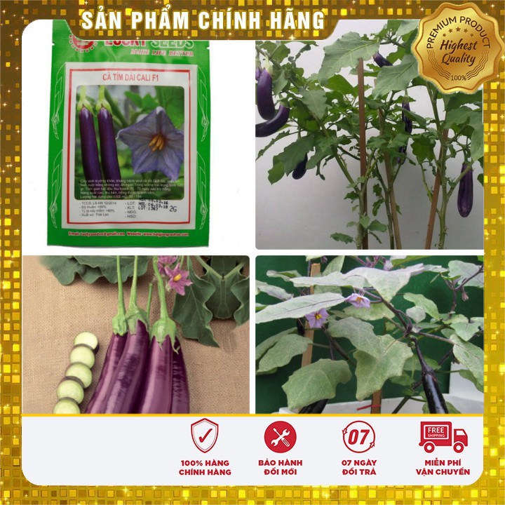 Hạt giống Cà Tím Dài ( 2 gram) ( Hạt giống rau )