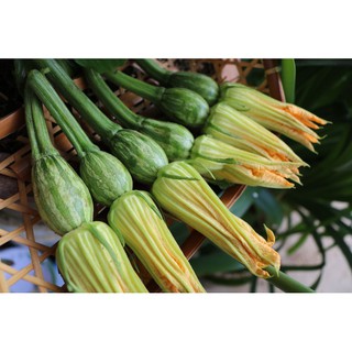 Hạt giống bí nụ lai Rạng Đông