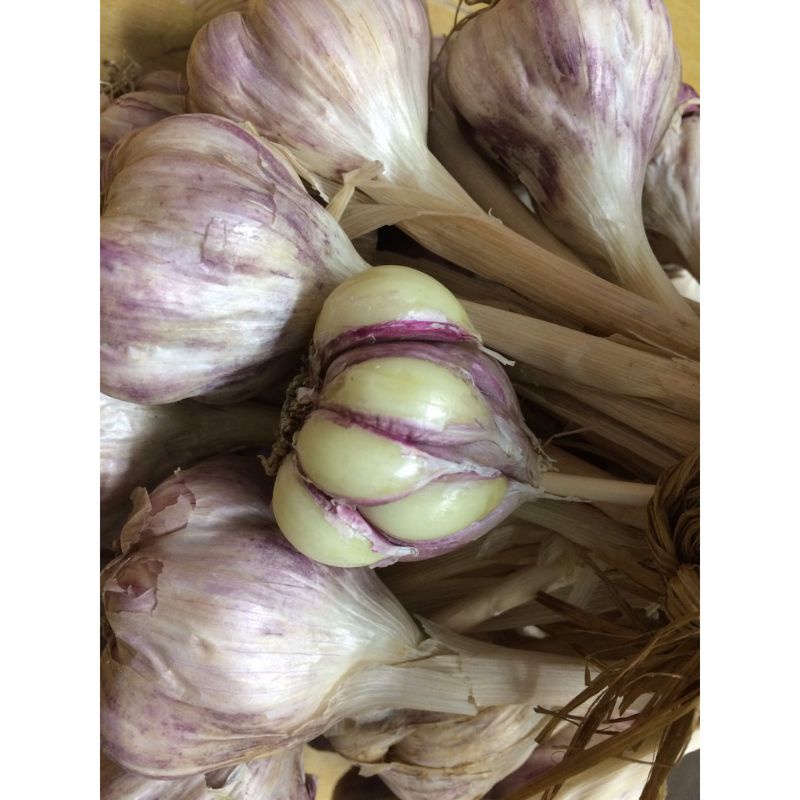1KG TỎI TA MIỀN BẮC SIÊU THƠM