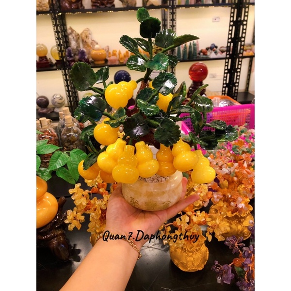 Cây Hồ Lô Trái Đá Ngọc Hoàng Long Phong Thuỷ