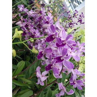 Lan denro tím huế hoa thơm