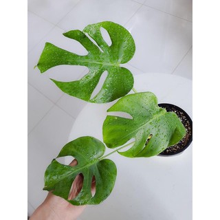 Rhaphidophora Tettra ( Montera mini Thái)