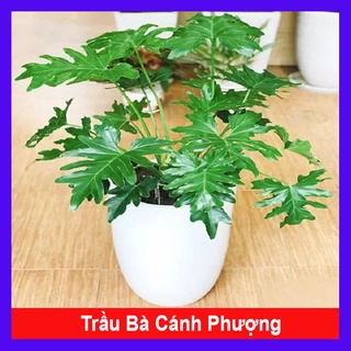 Mua Cây trầu bà cánh phượng - cây cảnh trong nhà + tặng phân bón cho cây