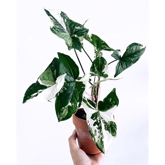 Syngonium Albo Variegata loại kiểng lá đột biến,đẹp,độc đáo.