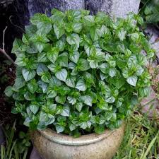 Hạt giống rau càng cua (0,5g)