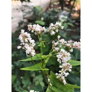 1kg hạt giống hoa tam giác mạch