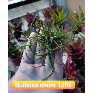 Cây không khí bulbosa