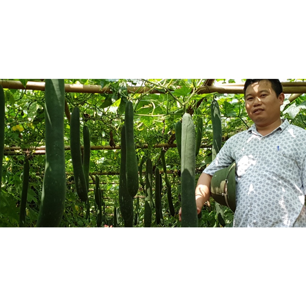Hạt giống Bí Đao Xanh Lai F1