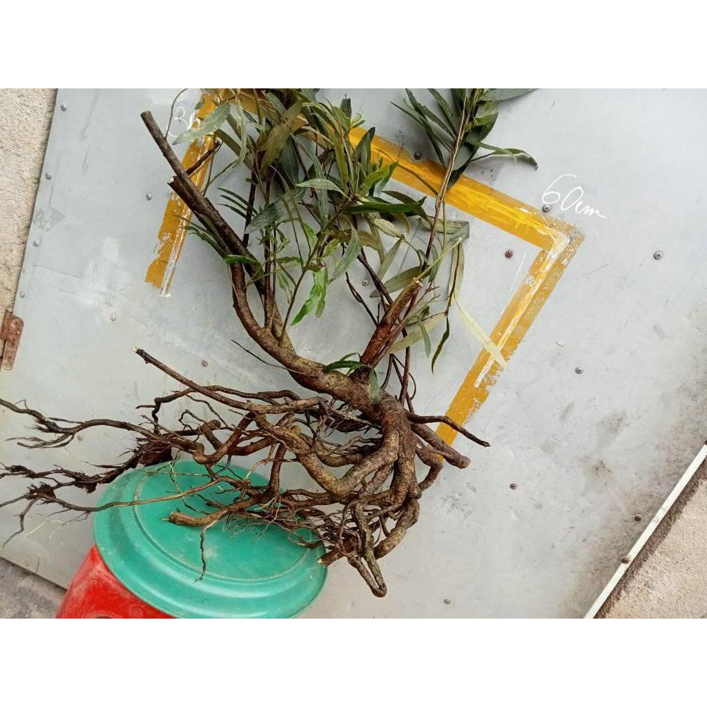 Cây thủy sinh, cây rù rì setup bể cá  ib xem hình trước khi gửi