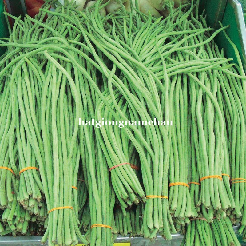 20GR - HẠT GIỐNG ĐẬU ĐŨA