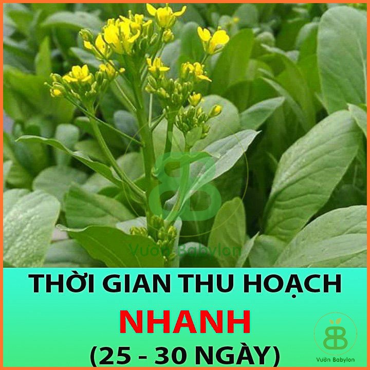 Hạt Giống Cải Ngồng Mập (Cải Ngọt Ăn Bông) 20Gr