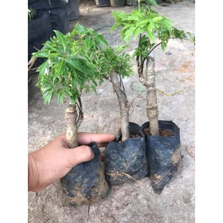 CÂY ĐINH LĂNG GIỐNG