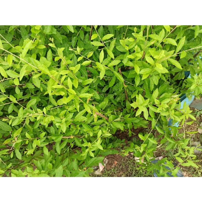 5 bầu Cúc tần ấn độ 1m-1m1 rẻ nhất vịnh Bắc Bộ