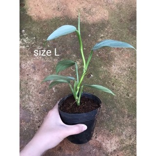 chậu Trầu bà kiếm bạc Philodendron Hastatum
