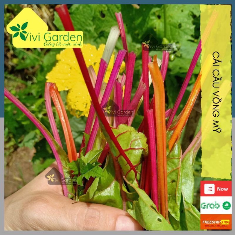 Hũ lẻ 100 hạt giống cải cầu vồng Swiss Chard hữu cơ Johnny Seeds Mỹ màu sáng đặc trưng nhiều màu sắc cây to dễ trồng