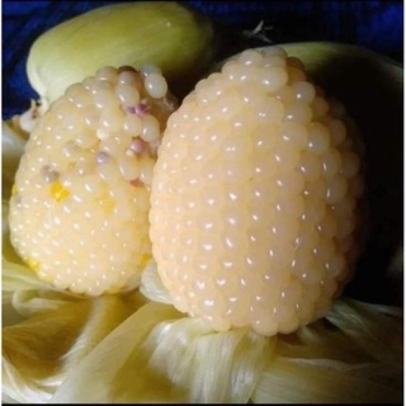 Hạt giống bắp nù sữa cao sản F1