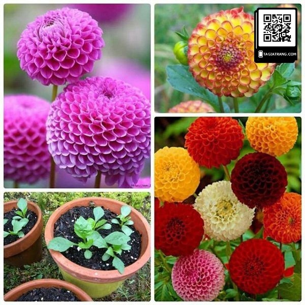 Hạt giống hoa thược dược tổ ong mix