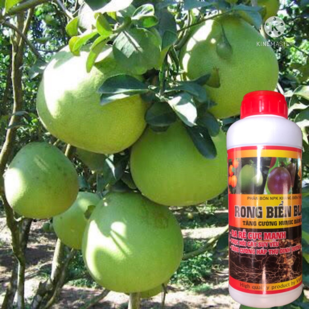 Phân Rong Biển Black chai 1000ml  tái tạo bộ rễ, dưỡng cây chuyên dùng cây ăn quả,hoa hồng, rau màu longf1