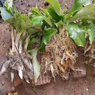 Củ Địa Liền (Xá Kén) Tư ơi 500G
