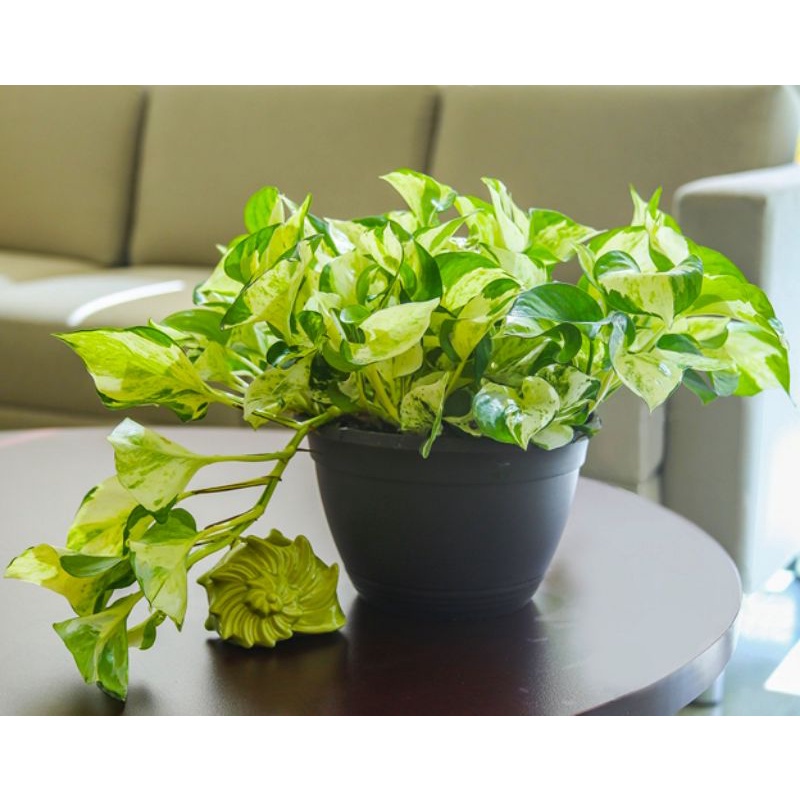 Trầu Bà Manjula Pothos