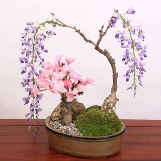 Hạt giống Hoa Tử đằng (5 hạt)