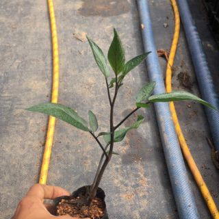 Cây giống dưa Peppino