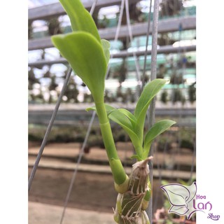 Phi điệp 5 cánh trắng Phú Thọ ki năm 2