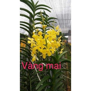 Lan mokara siêng hoa nhiều màu