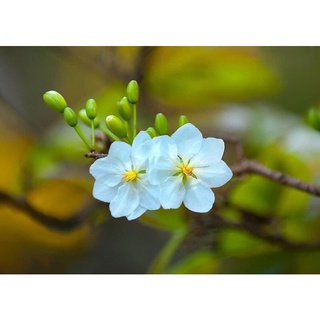 Bạch mai con gieo từ hạt bạch mai Thái Lan cánh