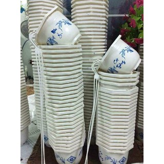 Combo 30 chậu như ý