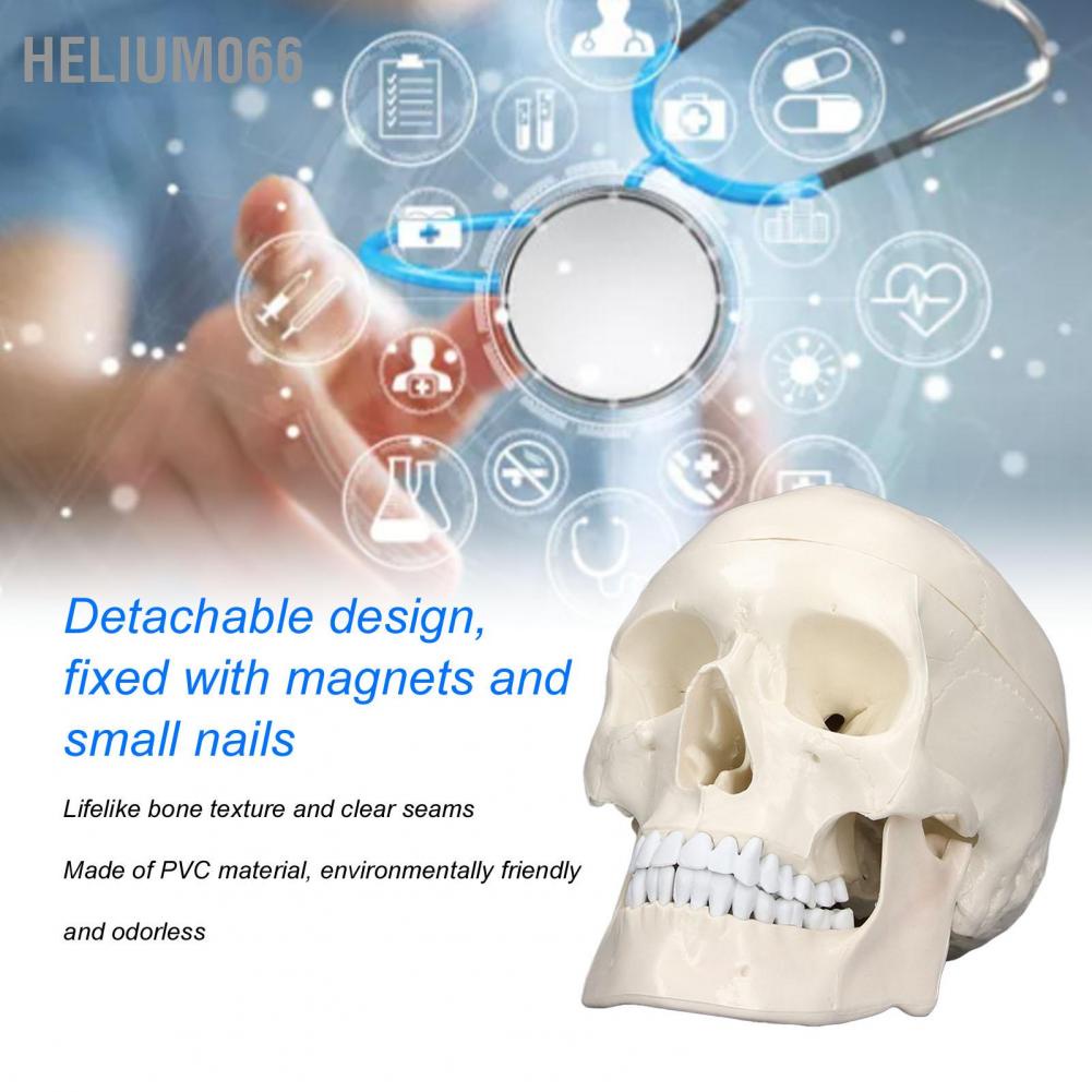 Mô hình đầu lâu Helium066 1:1 giống thật chất liệu PVC mang tính giáo dục