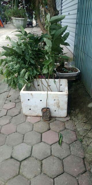 Cây giống osaka nhật bản