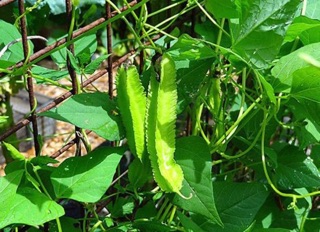 Hạt giống đậu rồng - 10gram